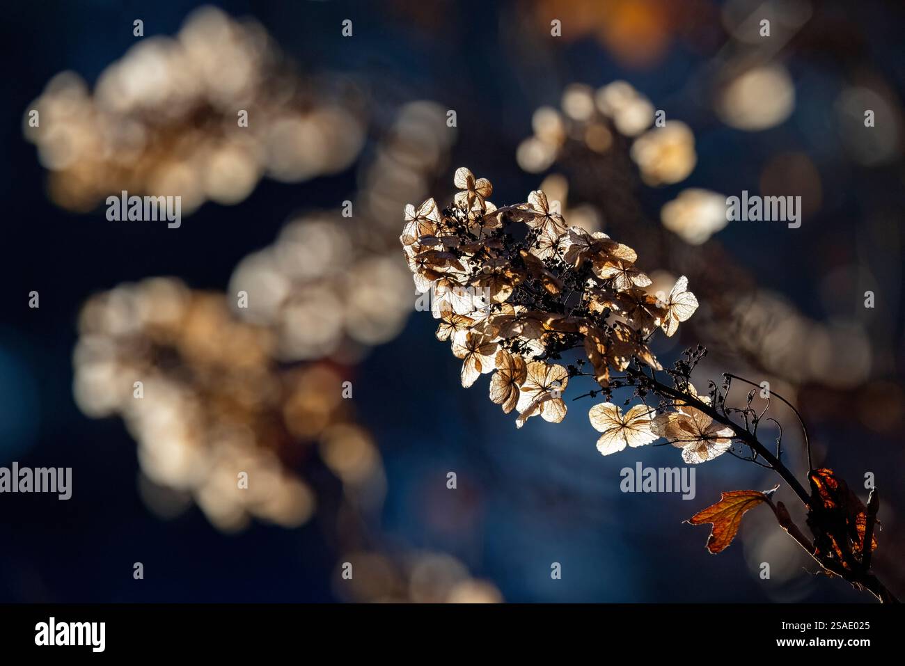 Hydrangeas retroilluminate in autunno - Brevard, North Carolina, Stati Uniti Foto Stock