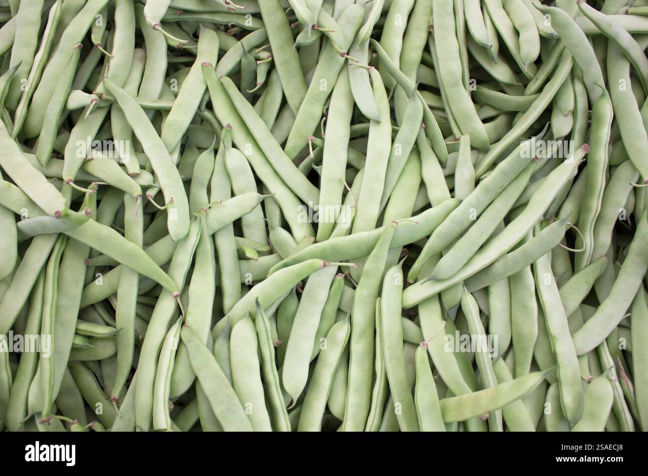 Sfondo di fagiolini freschi. Mucchio di fagioli fritti verdi al mercato. Foto Stock