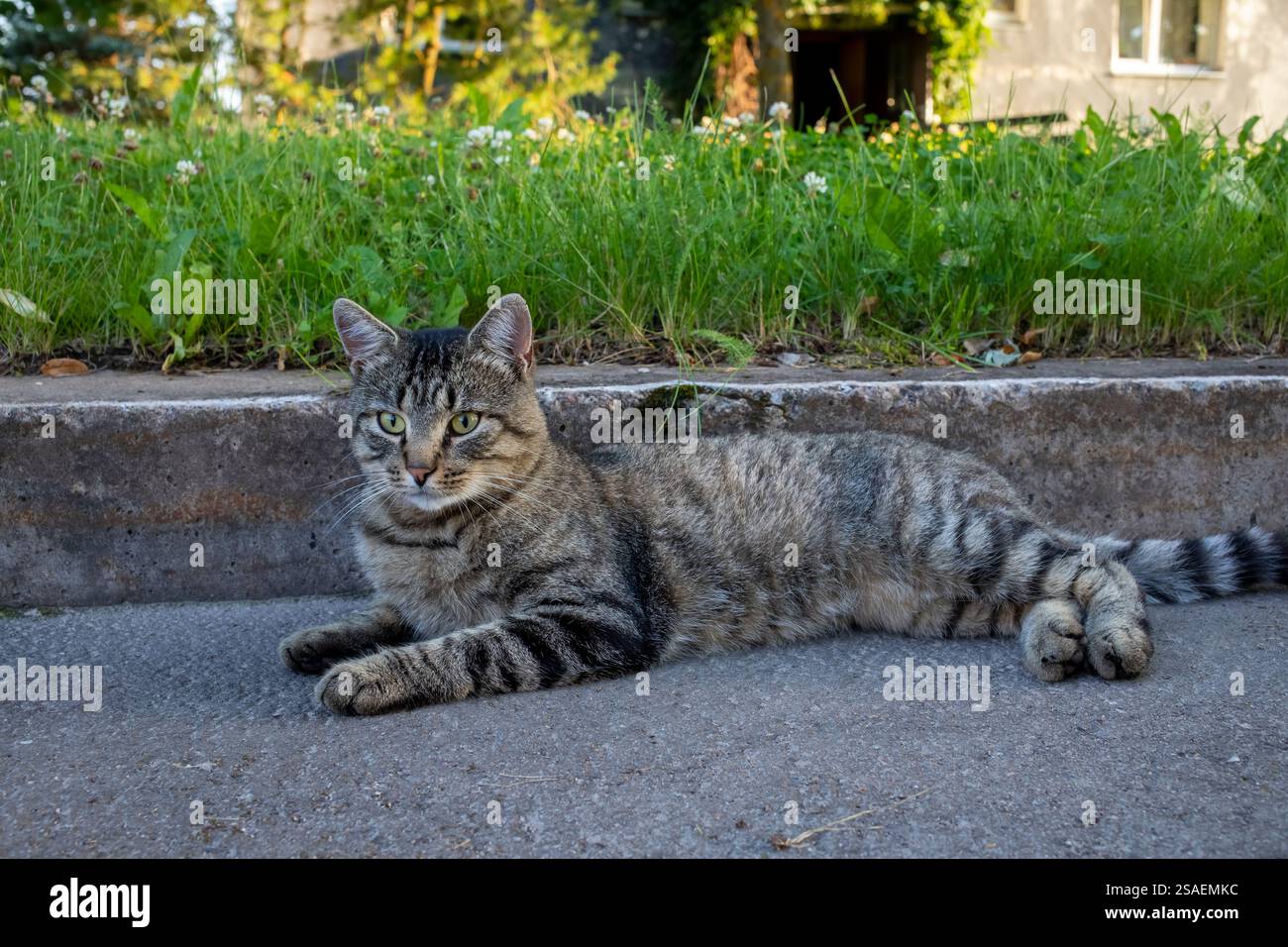Il gatto grigio giace sull'asfalto. Foto Stock