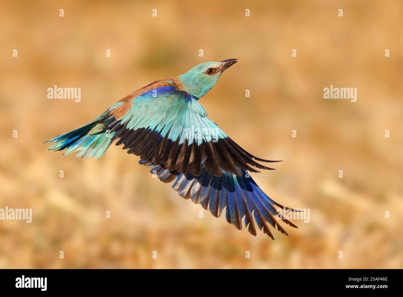 Rullo europeo, rullo; rullo blu, rullo comune, rullo eurasiatico (Coracias garrulus), femmina in volo, vista laterale, Italia, Campania Foto Stock