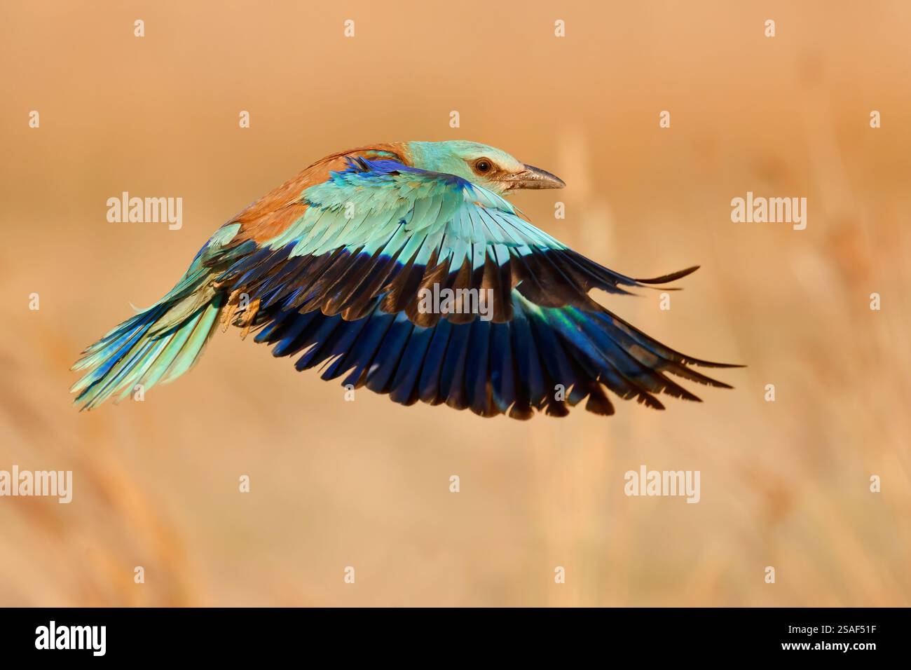 Rullo europeo, rullo; rullo blu, rullo comune, rullo eurasiatico (Coracias garrulus), femmina in volo, vista laterale, Italia, Campania Foto Stock
