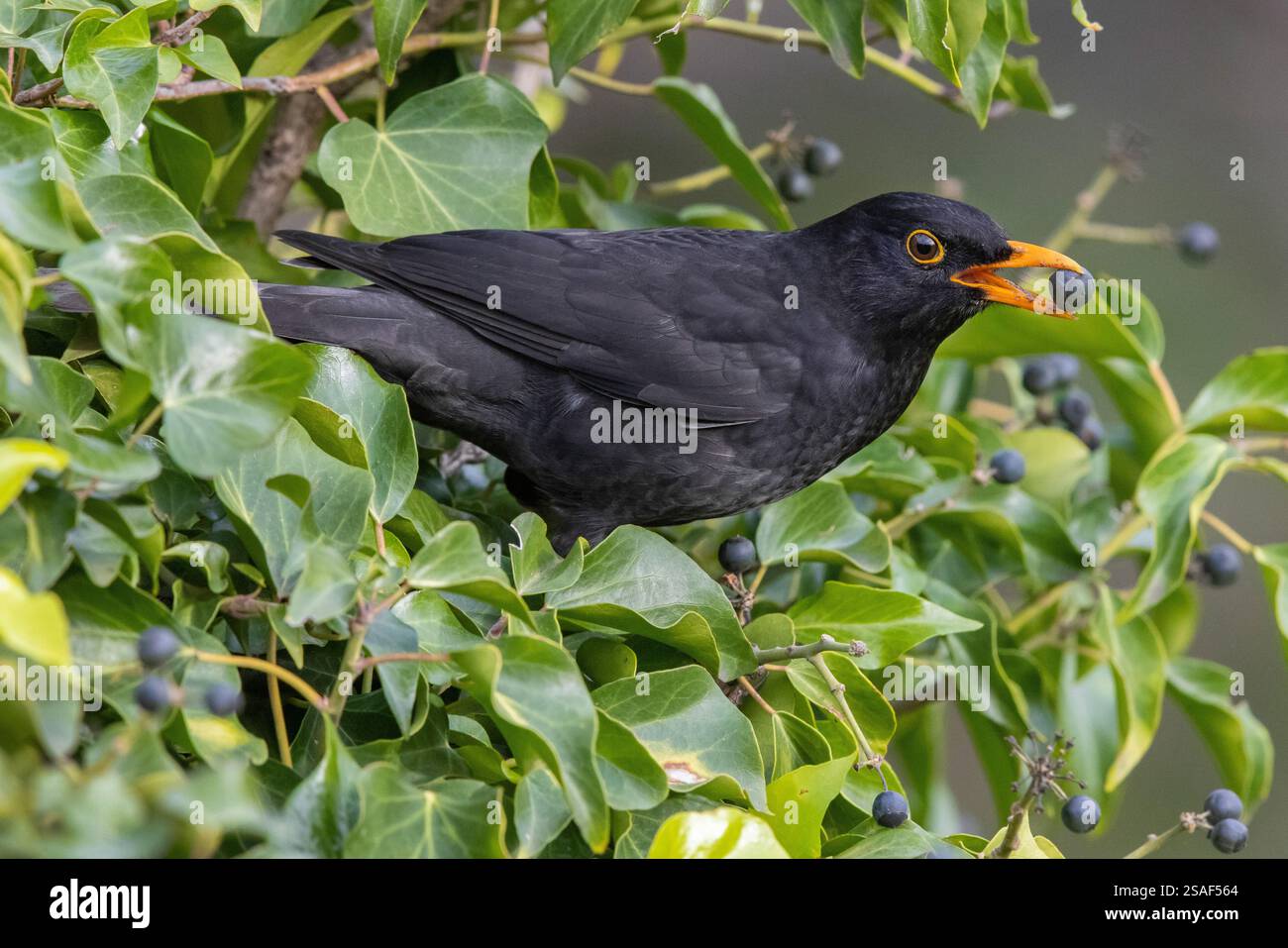 blackbird (Turdus merula), vista laterale di un maschio adulto che mangia una bacca, Italia, Campania Foto Stock
