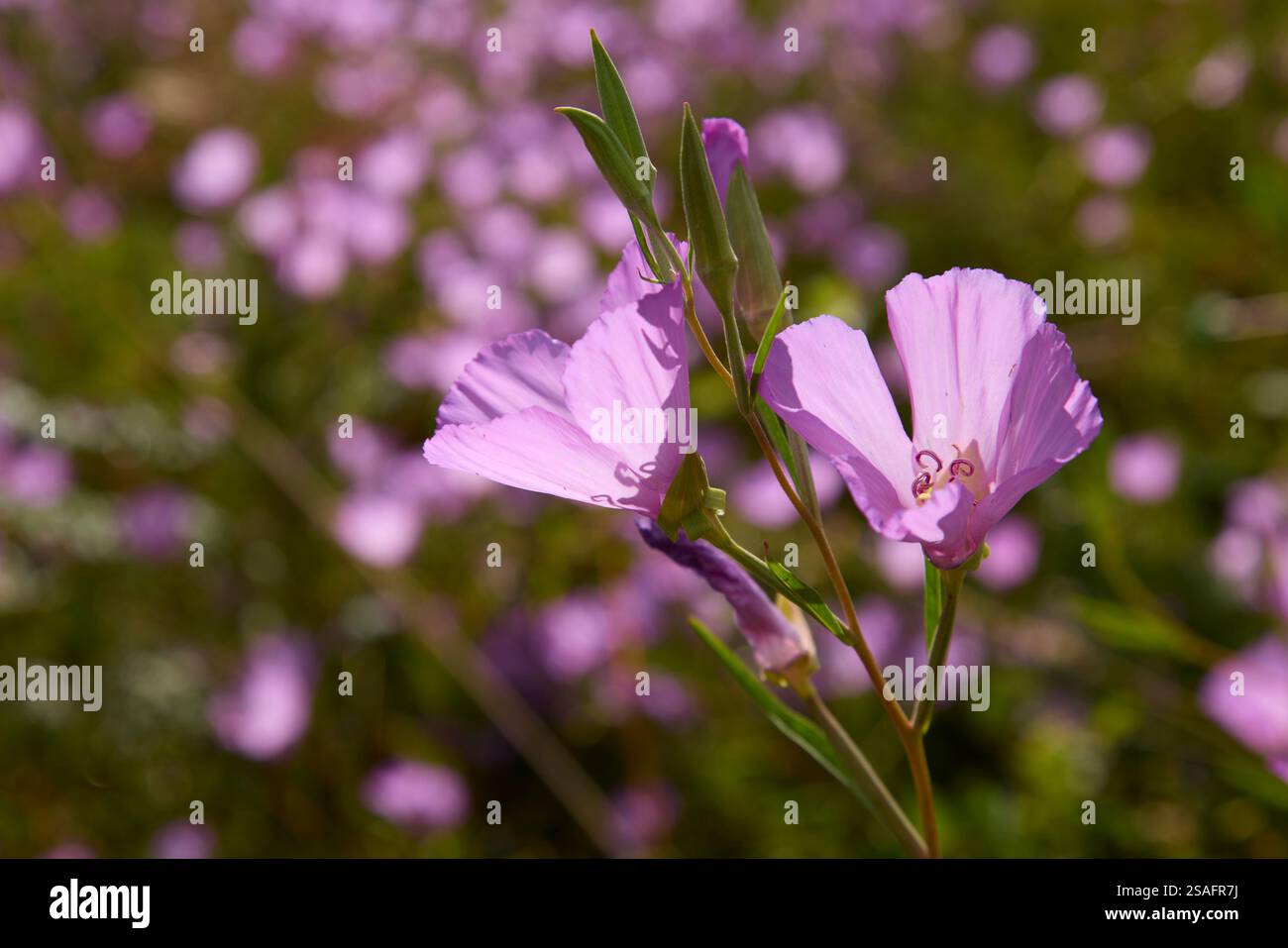 Herald-of-Summer sulla savana di quercia. Foto Stock