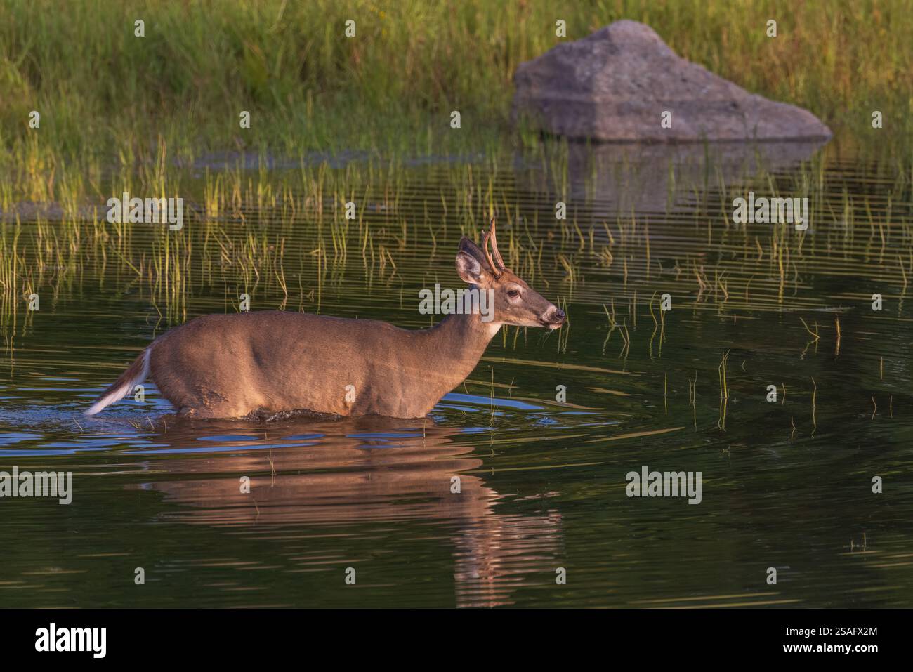 White-tailed buck in Wisconsin settentrionale. Foto Stock