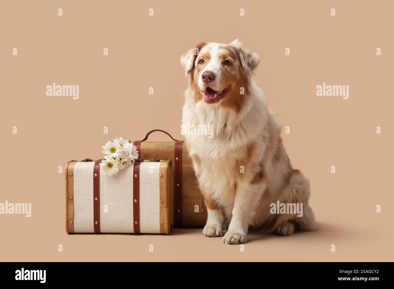 Simpatico pastore australiano con valigie e fiori sullo sfondo beige Foto Stock