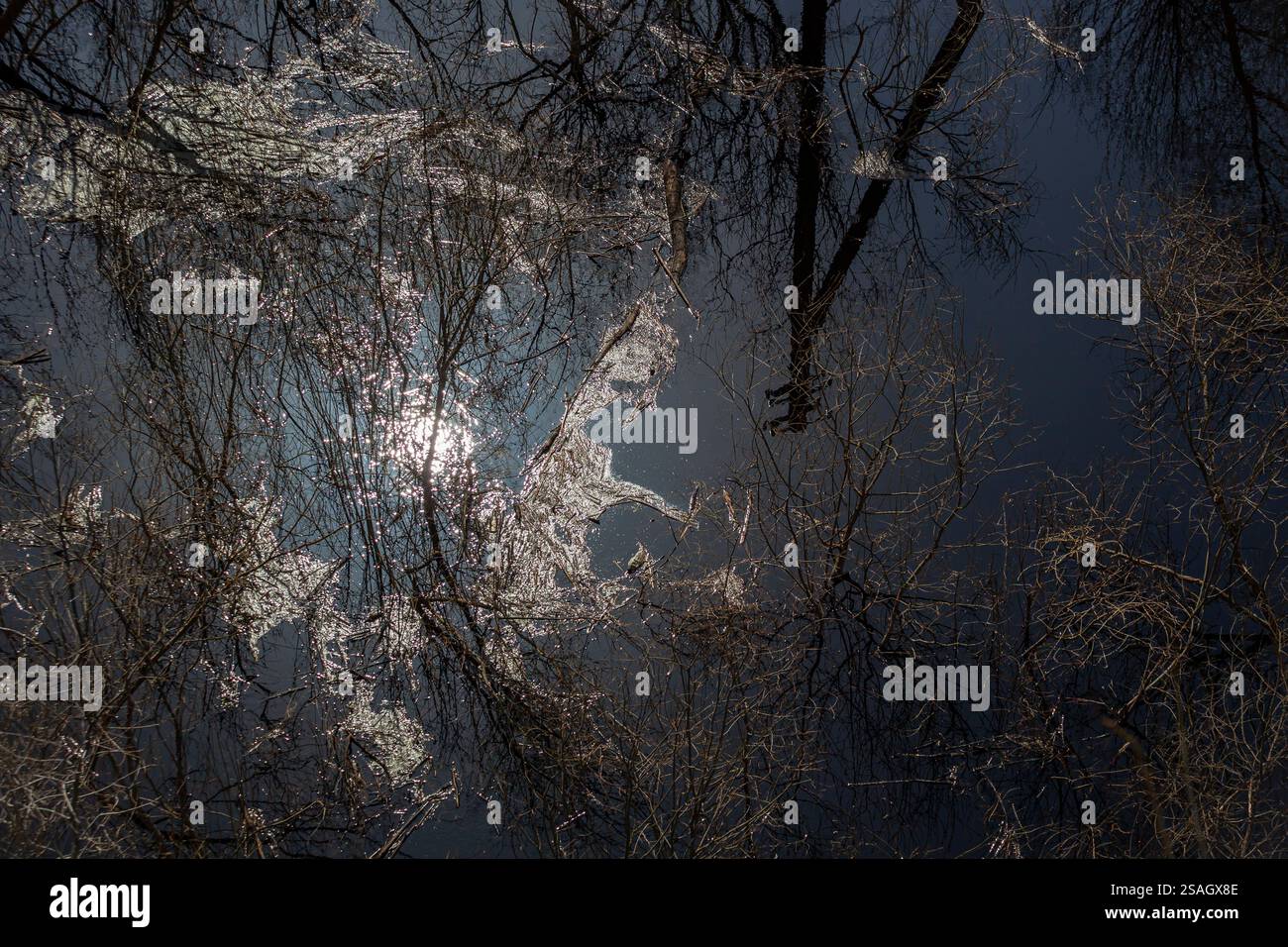 Riflesso di una foresta invernale in acque calme. I rami d'albero ricoperti di ghiaccio creano un complesso schema sulla superficie dell'acqua Foto Stock