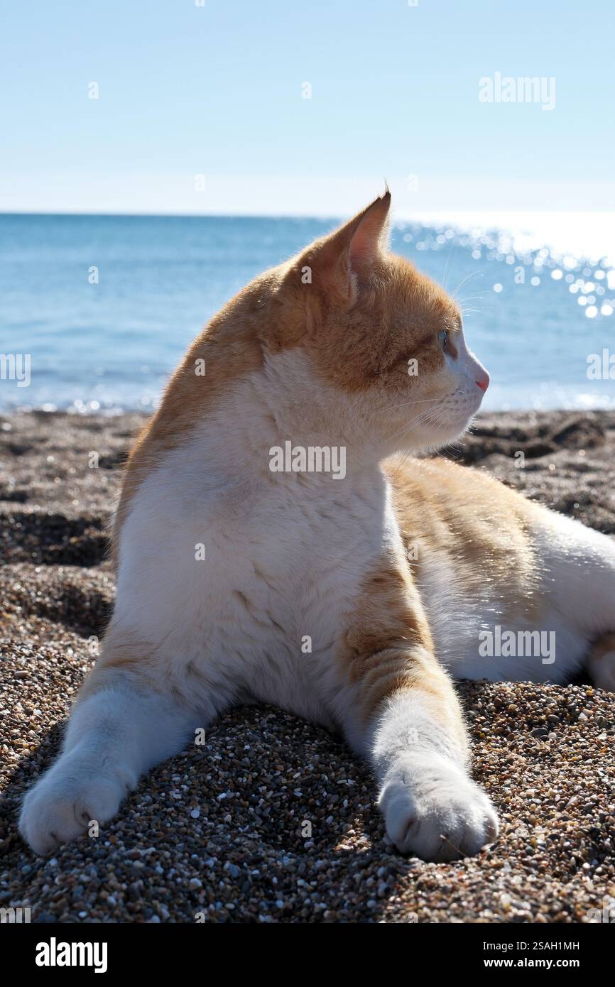 Gatto tenero zenzero disteso sulla spiaggia con il mare sullo sfondo. Gatto rosso sulla spiaggia in riva al mare in una giornata di sole. Ritratto di un gatto. Foto Stock