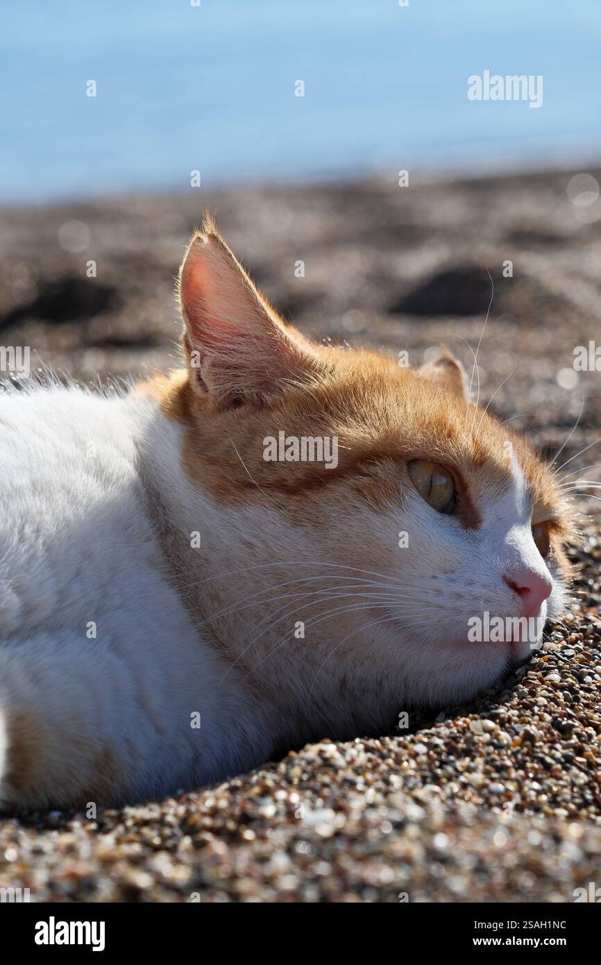 Gatto tenero zenzero disteso sulla spiaggia con il mare sullo sfondo. Gatto rosso sulla spiaggia in riva al mare in una giornata di sole. Ritratto di un gatto. Foto Stock