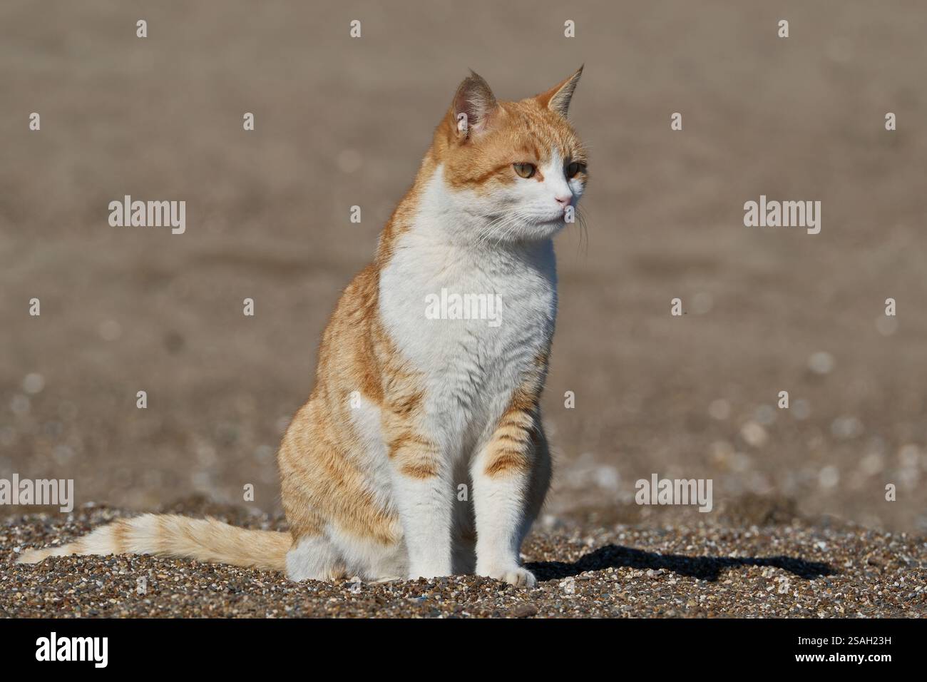 Gatto rosso e bianco seduto sulla sabbia in riva al mare Foto Stock