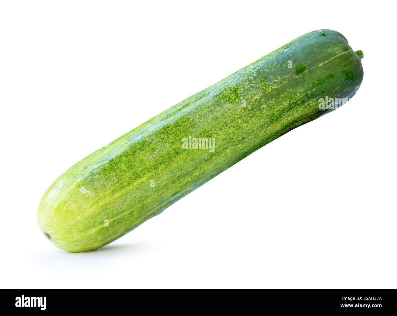 La vista laterale del singolo cetriolo verde lungo è isolata su sfondo bianco con percorso di ritaglio. Foto Stock