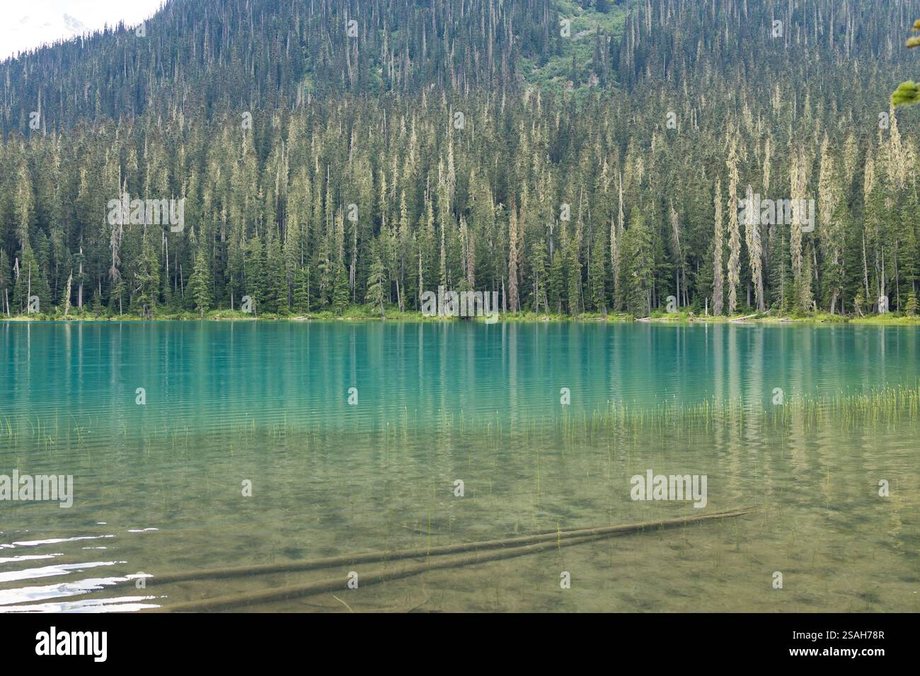 Il lago Lower Joffre offre offre acque glaciali turchesi, circondate da foreste sempreverdi e vette innevate sotto il cielo estivo blu Foto Stock