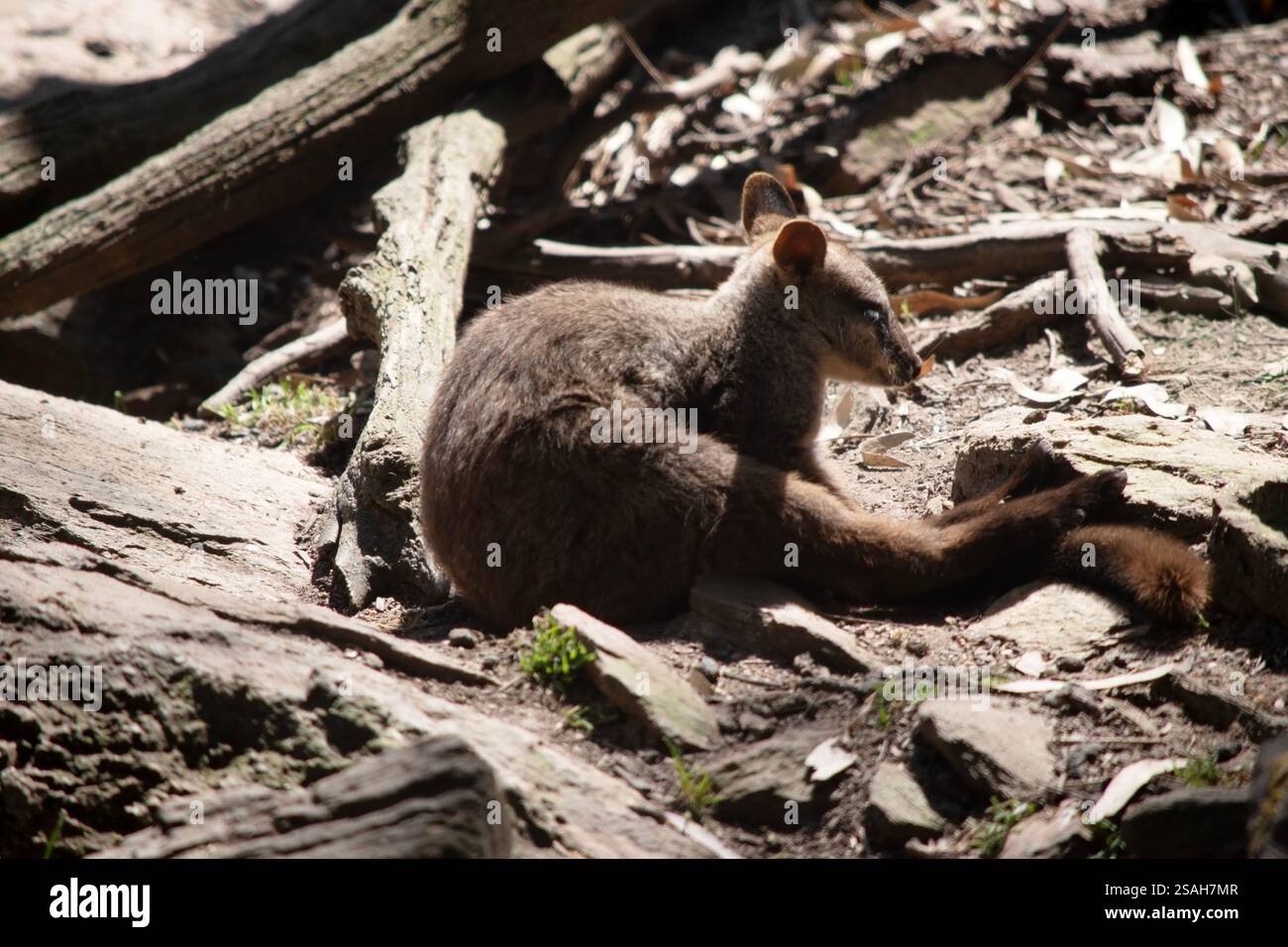 I wallaby rocciosi dalla coda a spazzola hanno una striscia bianca a guancia e una striscia nera dalla fronte alla parte posteriore della testa. Foto Stock