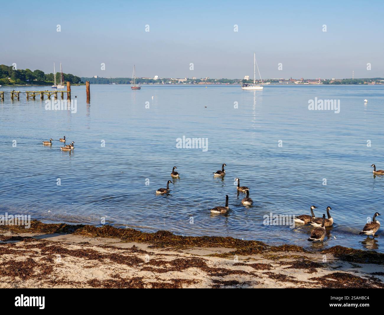 Oche del Canada sul litorale con barche a vela nella zona di ancoraggio di Heikendorfer Bucht, Kiel Bay, Schleswig-Holstein, Germania Foto Stock