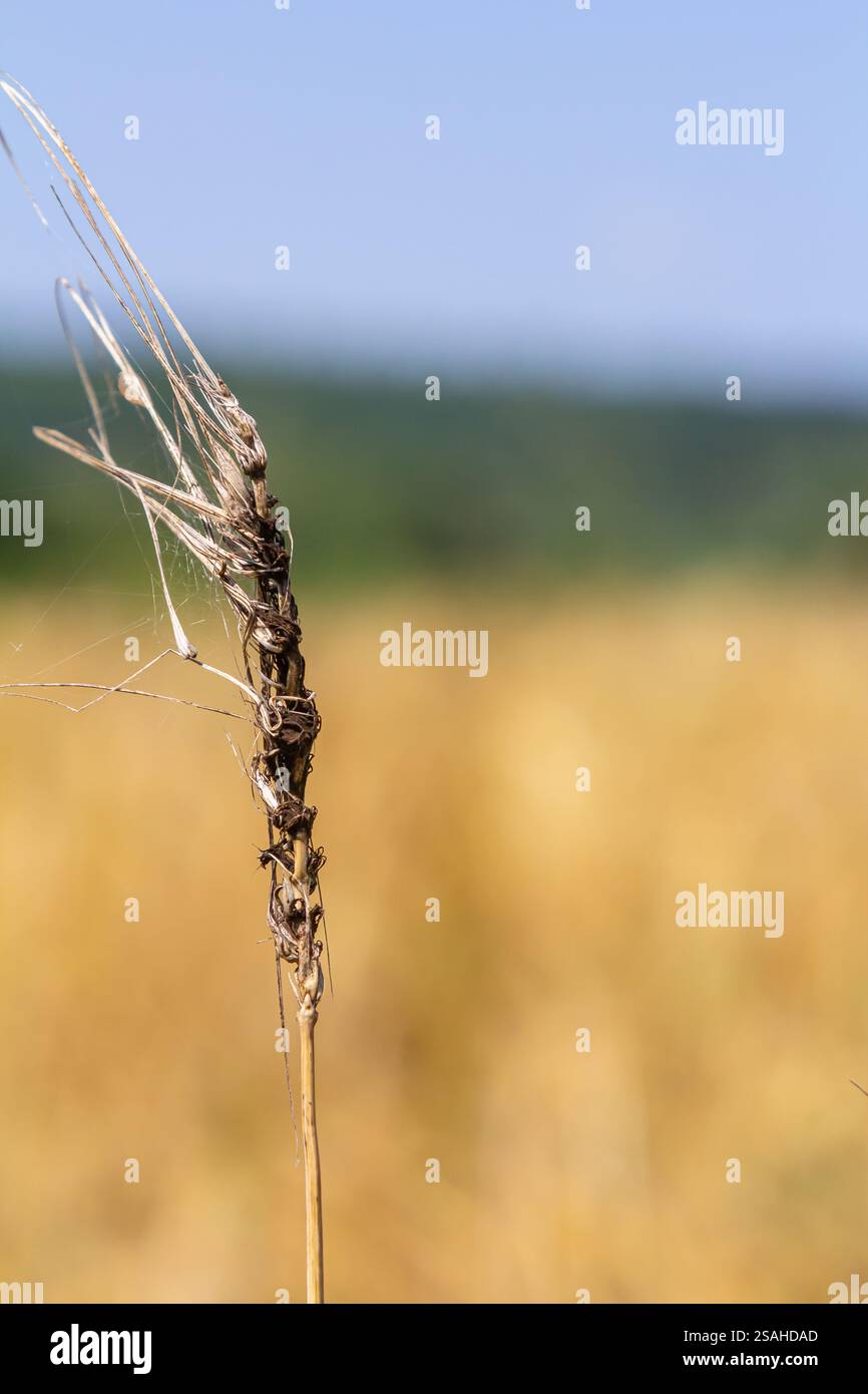 Un solitario gambo di grano si erge alto in primo piano, ondeggiando dolcemente mentre la calda brezza estiva lo accarezza, su uno sfondo sfocato di campo dorato Foto Stock