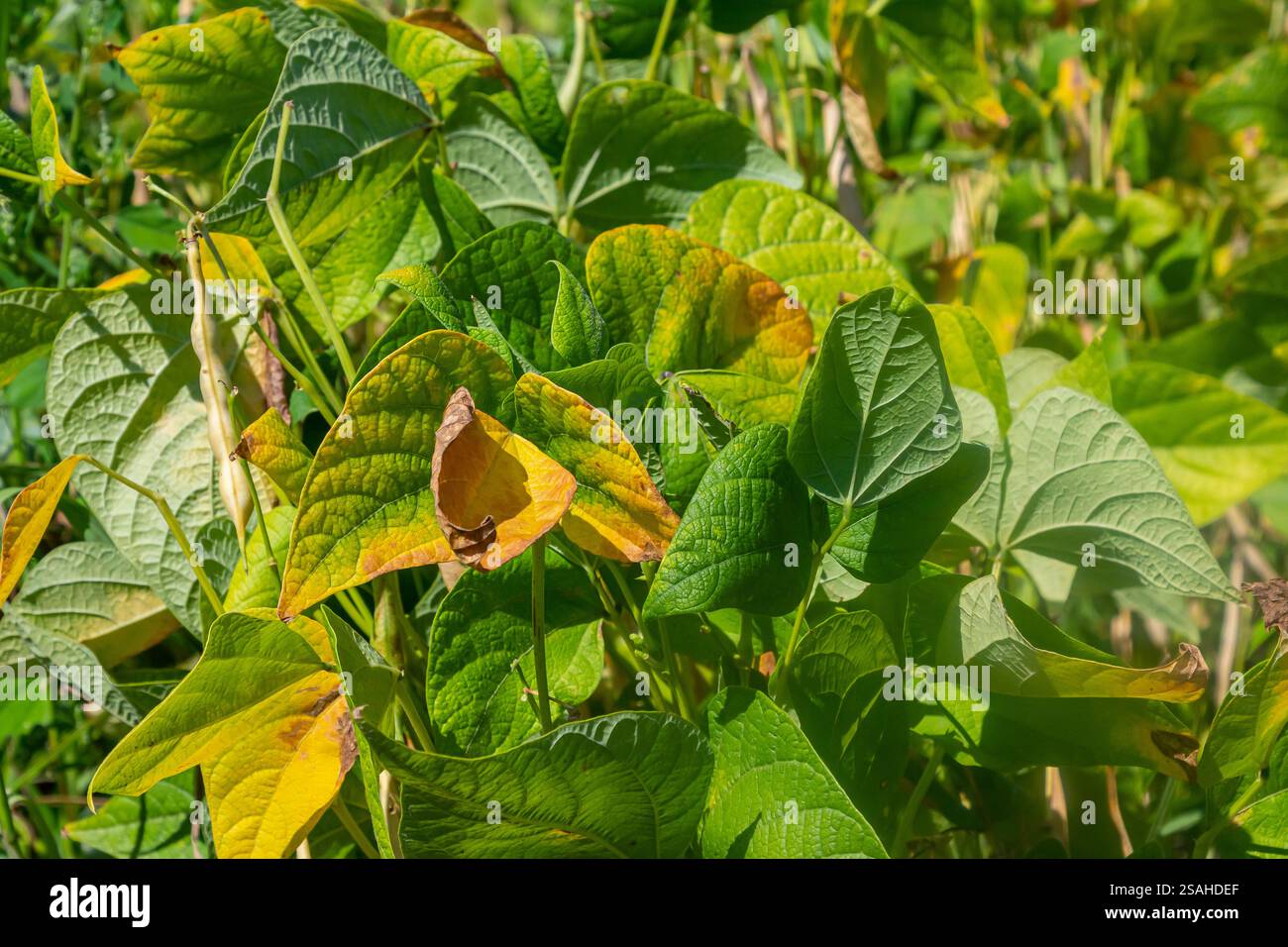 Foglie verdi e gialle dense indicano una crescita sana di piante di fagioli crogiolandosi alla luce del sole. Questo vivace giardino riflette un'atmosfera di fine estate piena Foto Stock