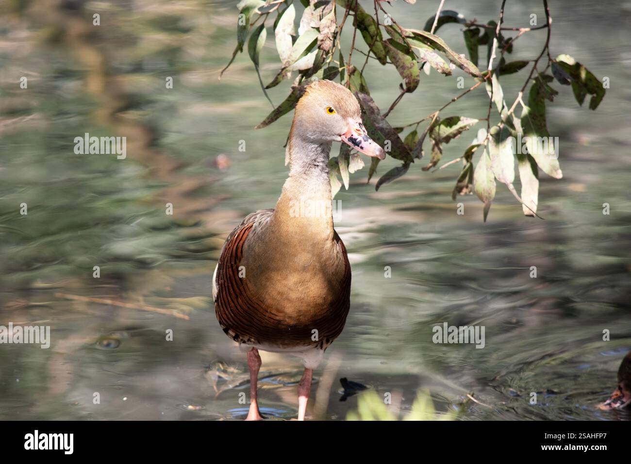 Il viso e il collo anteriore dell'anatra fischiante sono leggeri, la corona e il collo posteriore sono di colore marrone chiaro e le piume marroni della parte superiore della schiena sono bordate Foto Stock