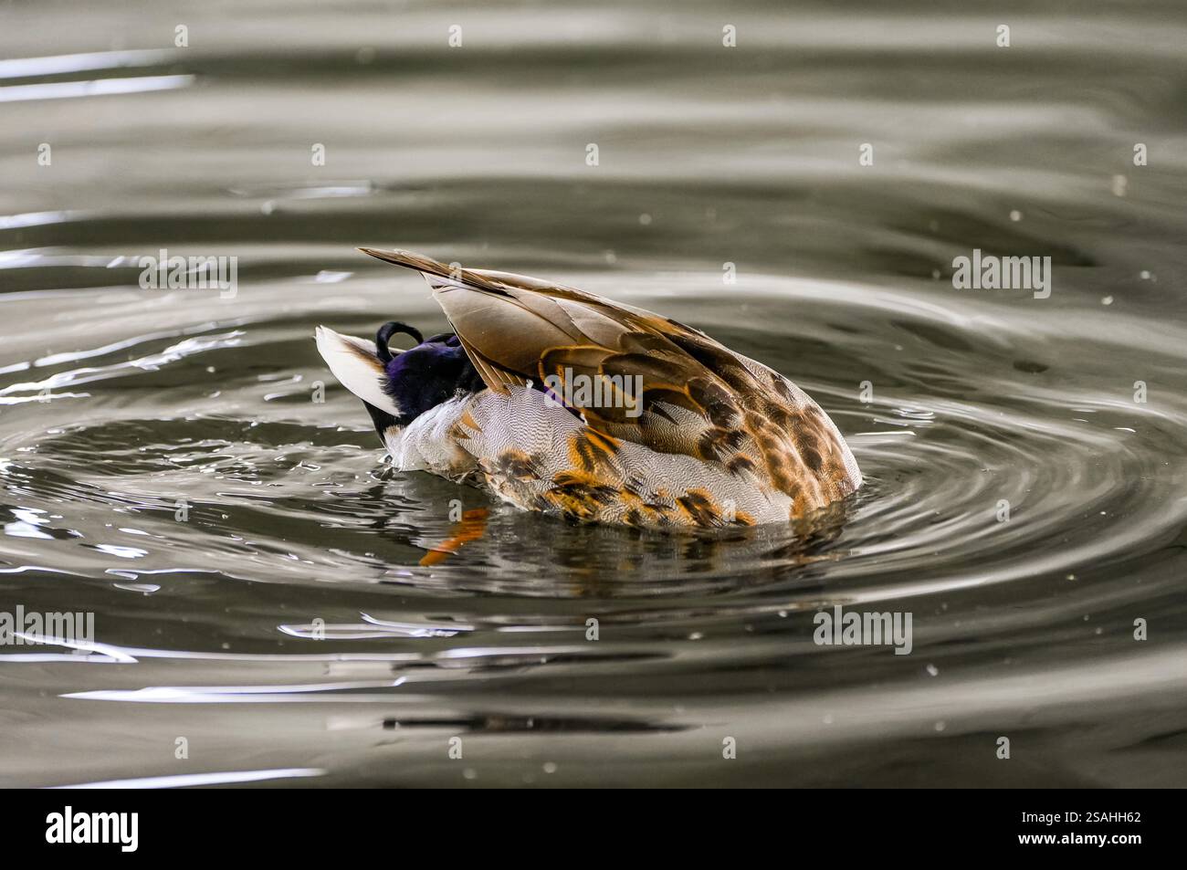 Anatra che ormeggia sul lago. Uccello in cerca di cibo. Foto Stock