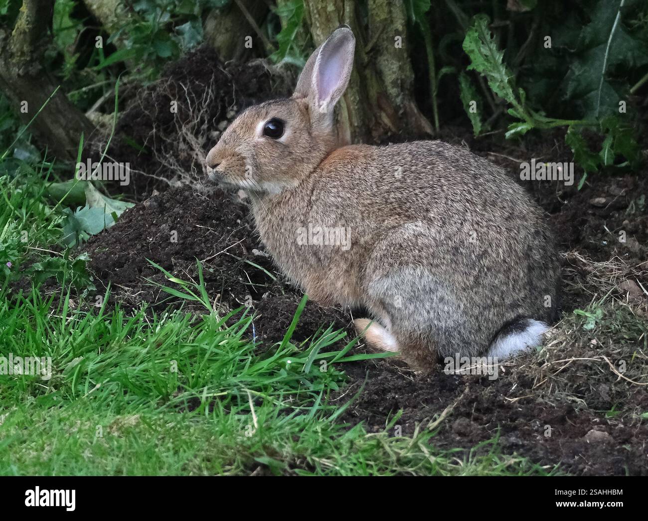 Sono familiari in tutto il mondo come un piccolo erbivoro, un animale da preda, una forma di bestiame domestico e un animale domestico. Foto Stock