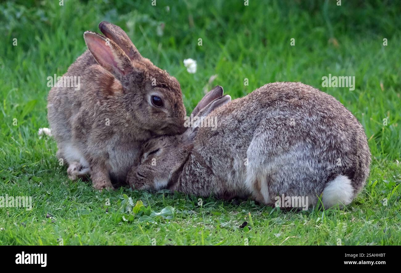 Sono familiari in tutto il mondo come un piccolo erbivoro, un animale da preda, una forma di bestiame domestico e un animale domestico. Foto Stock