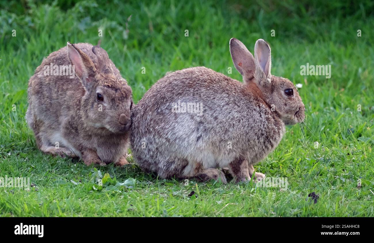 Sono familiari in tutto il mondo come un piccolo erbivoro, un animale da preda, una forma di bestiame domestico e un animale domestico. Foto Stock