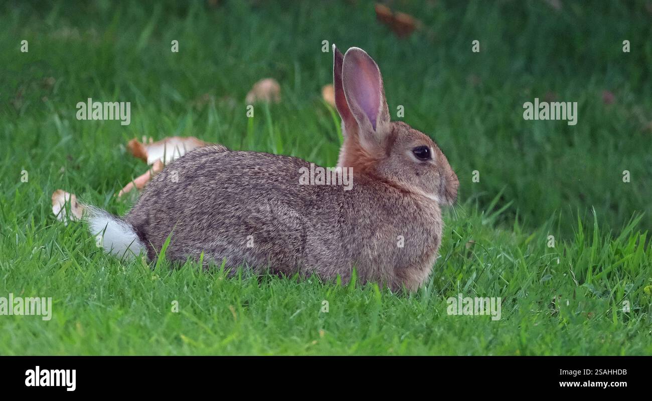 Sono familiari in tutto il mondo come un piccolo erbivoro, un animale da preda, una forma di bestiame domestico e un animale domestico. Foto Stock