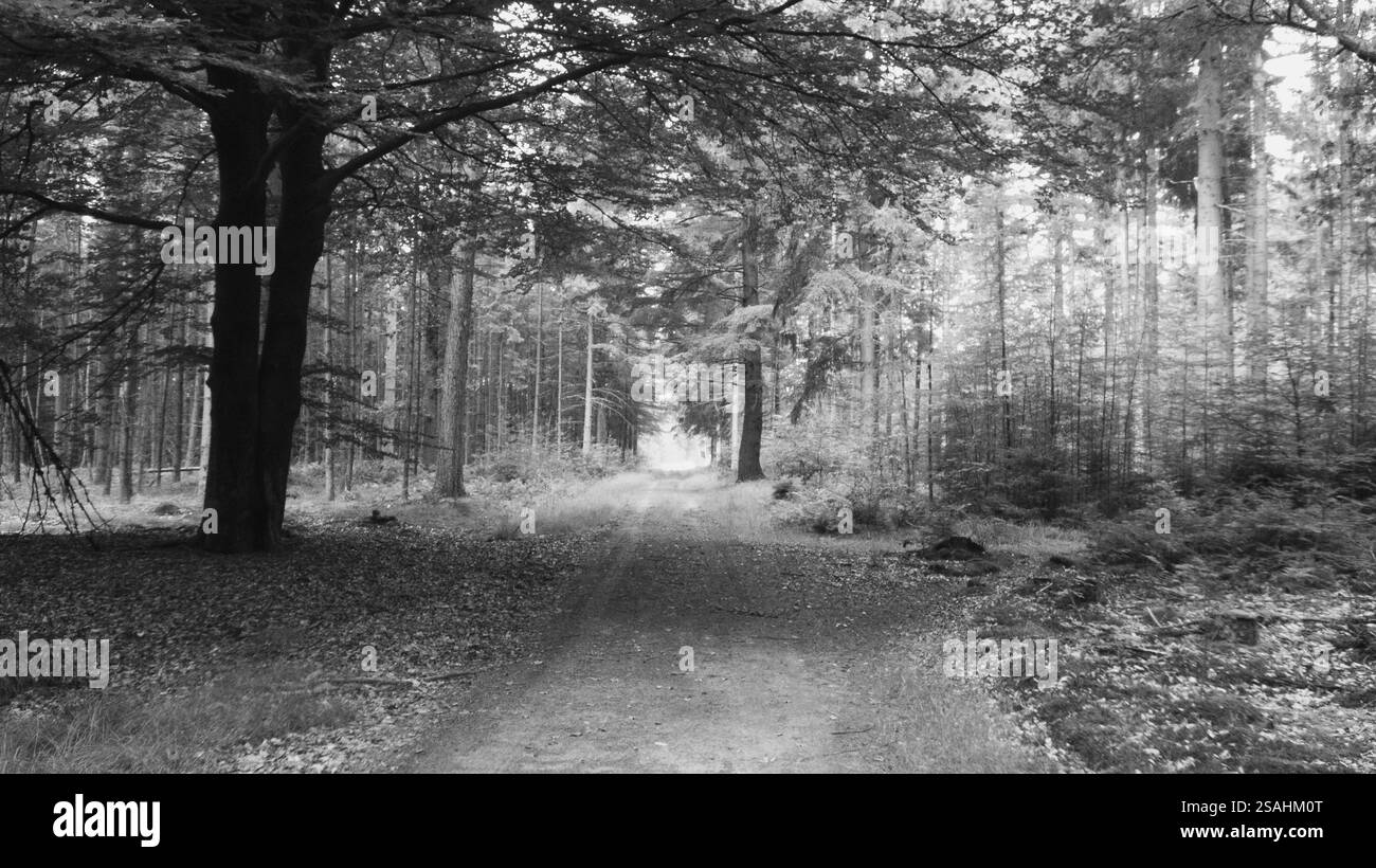 Woods nei Paesi Bassi Foto Stock