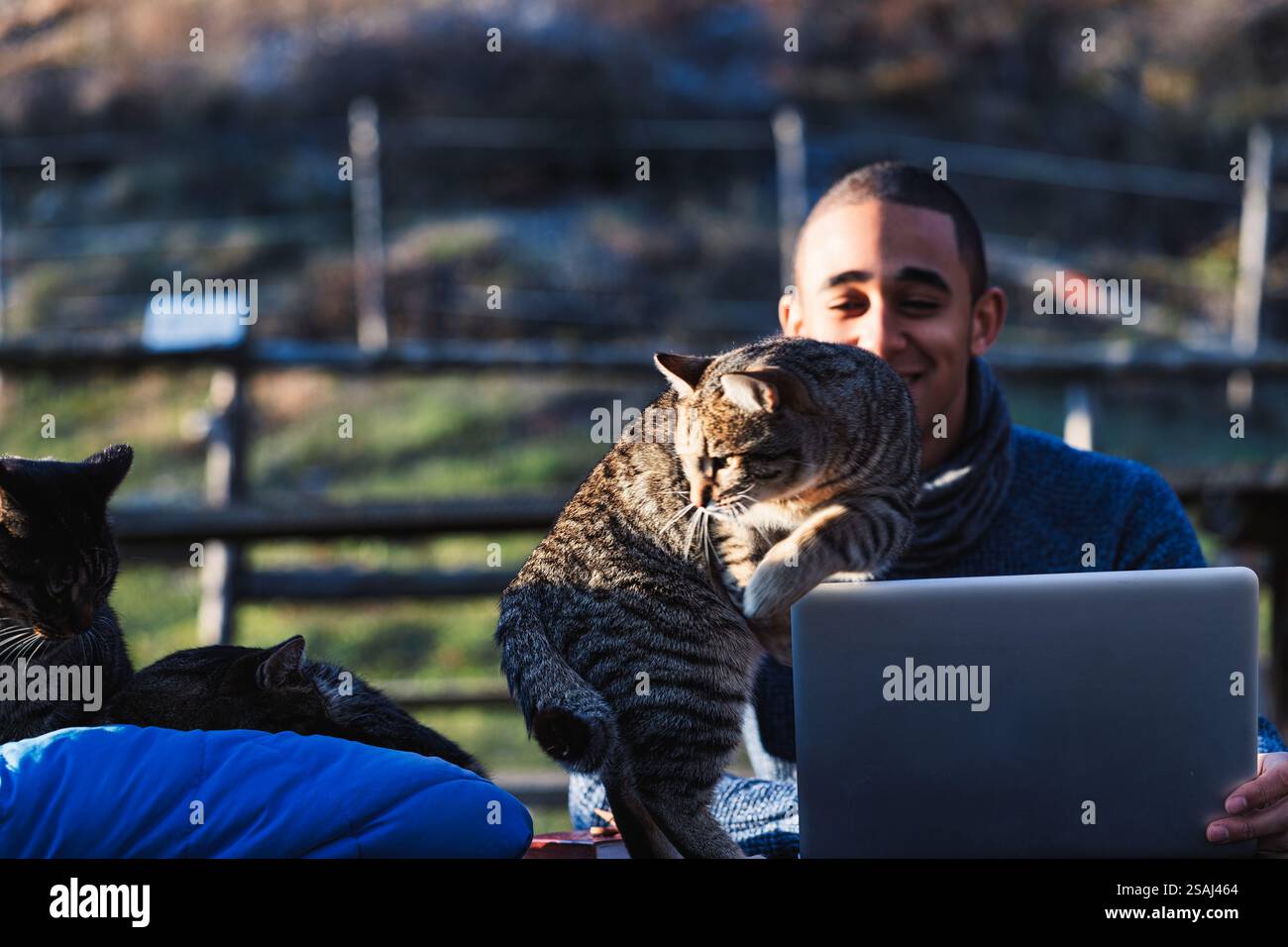 Giocoso gatto da tabby che si arrampica su un giovane che lavora a distanza sul suo portatile in una fattoria soleggiata, mentre altri gatti si rilassano nelle vicinanze, creando un'affascinante S Foto Stock