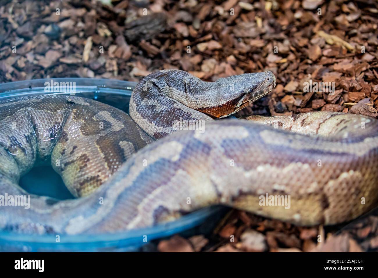 Blood Python (Python brongersmai) è una specie di serpente non velenoso della famiglia Pythonidae. La specie è originaria del sud-est asiatico. Foto Stock