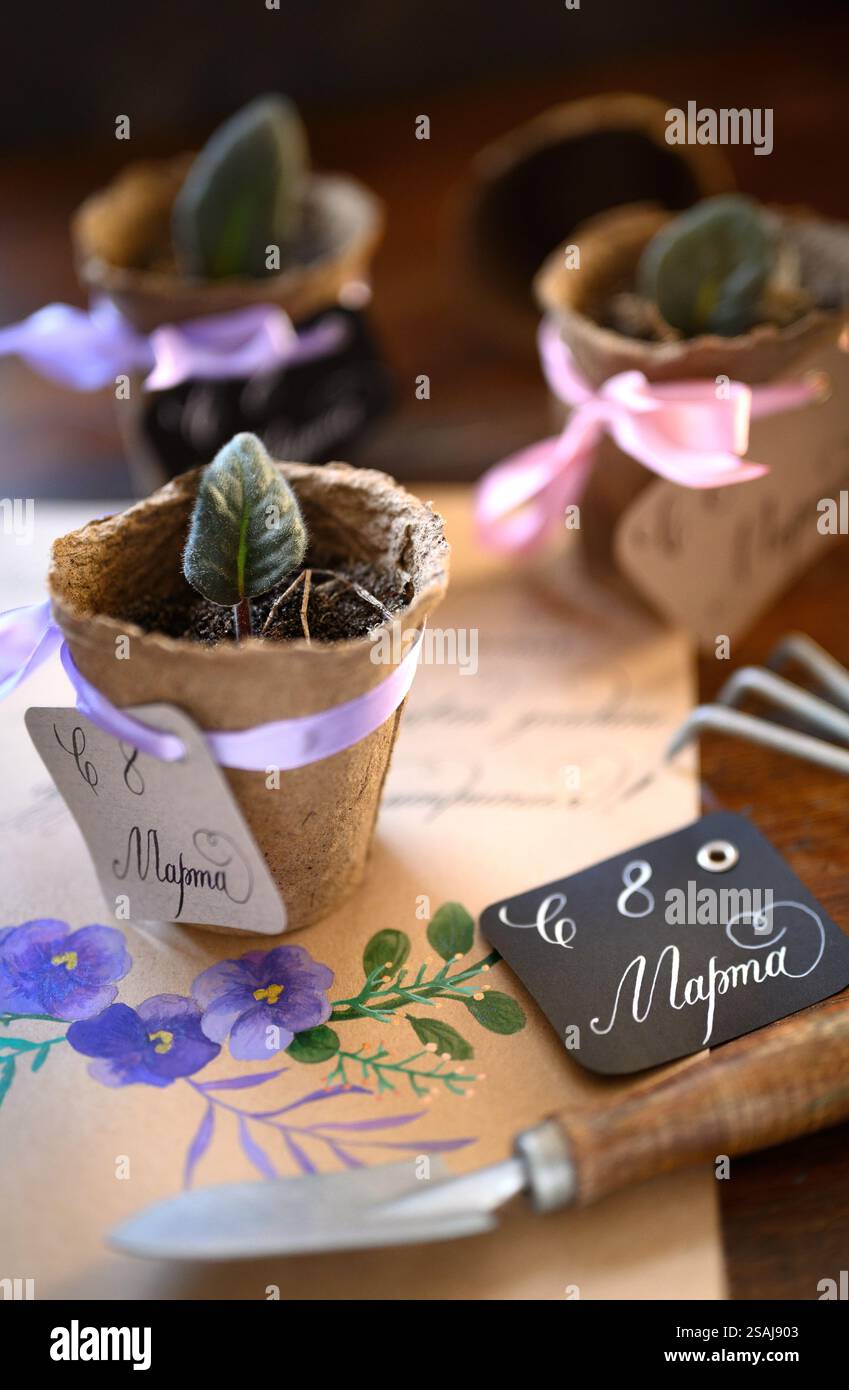 Foglie di viola piantate in vasi come regalo per la giornata delle donne Foto Stock