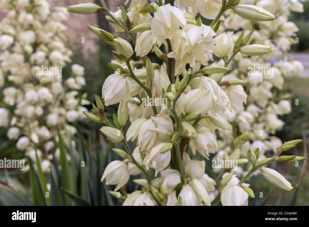 Fiori bianchi di Yucca filamentosa. Altri nomi: Adams Needle, yucca comune, baionetta spagnola, orso-erba, ago-palma, erba di seta e yu a foglia di cucchiaio Foto Stock