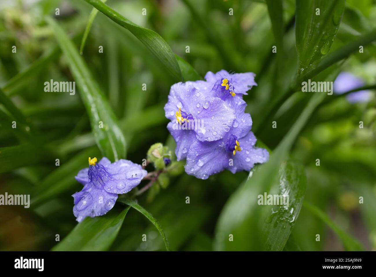 Fiore viola blu della pianta Tradescantia virginiana, Foto Stock