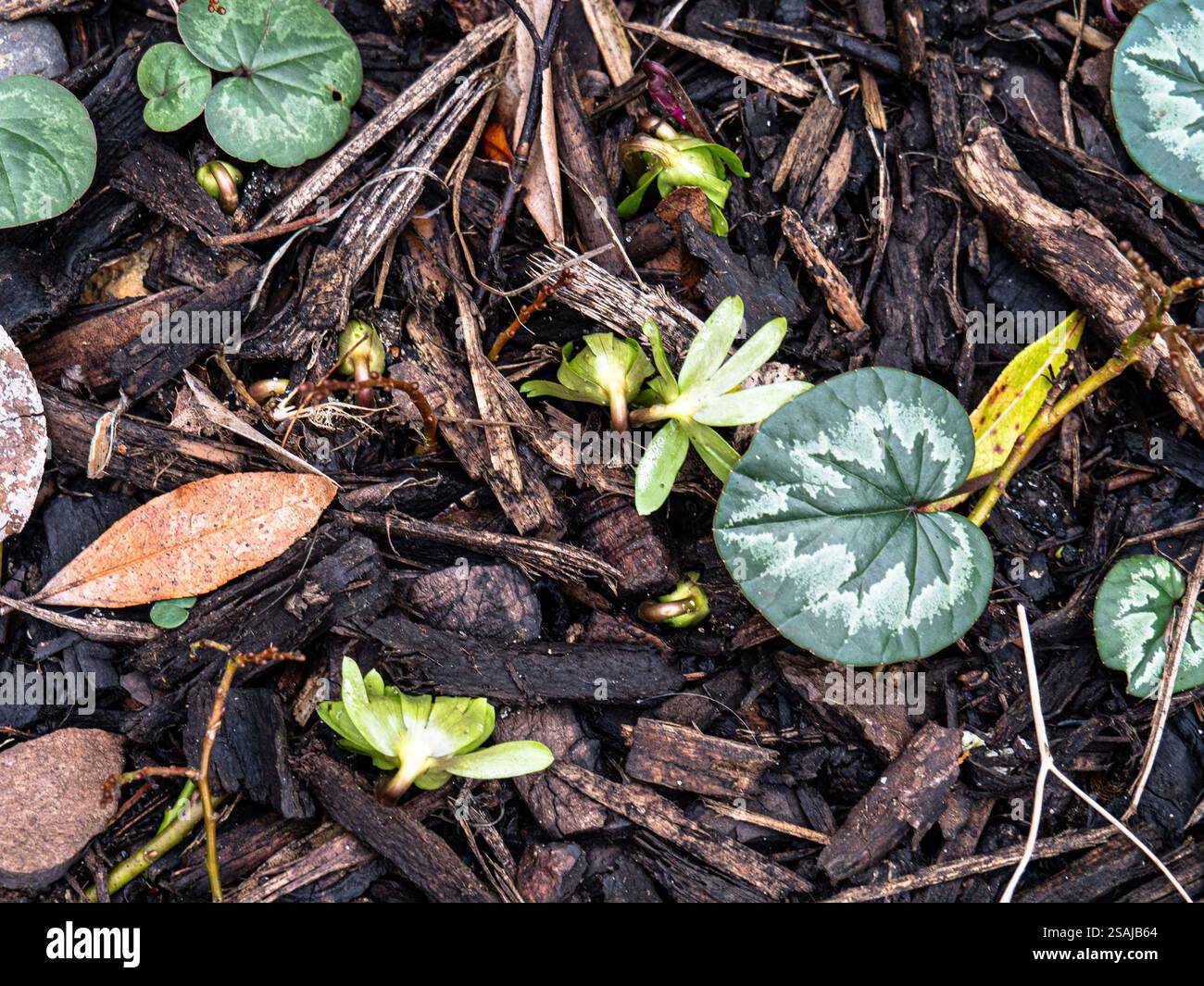 I boccioli di fiori dell'aconite invernale Eranthis hyemalis che emergono sotto le foglie macchiate di Cum ciclamino Foto Stock