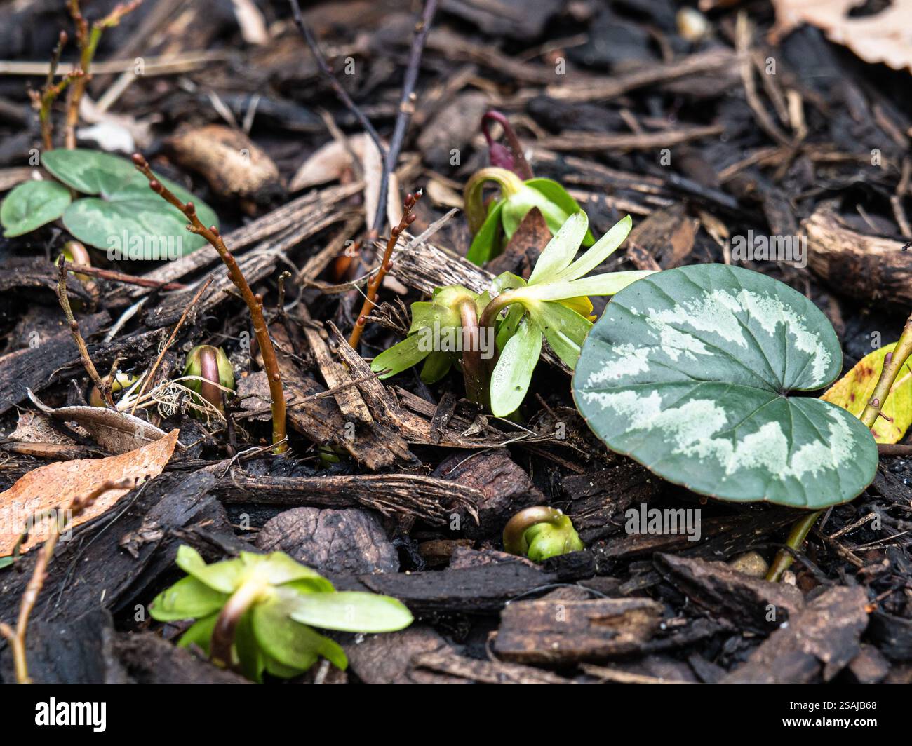 I boccioli di fiori dell'aconite invernale Eranthis hyemalis che emergono sotto le foglie macchiate di Cum ciclamino Foto Stock