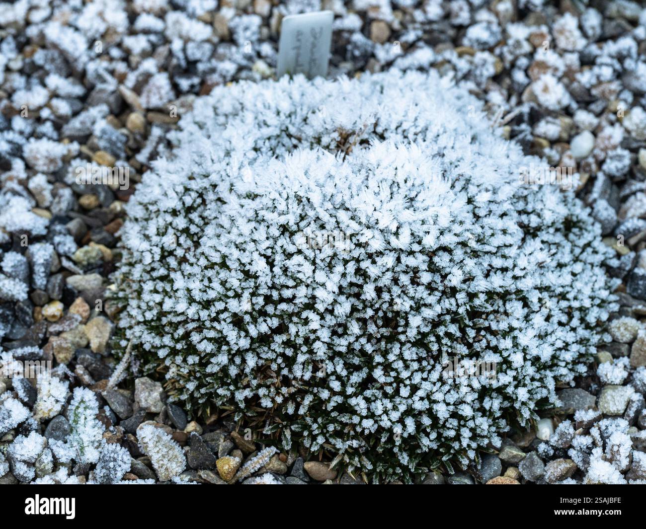 Cristalli di ghiaccio bianco sulle mock pulite di un Dianthus alpino Foto Stock