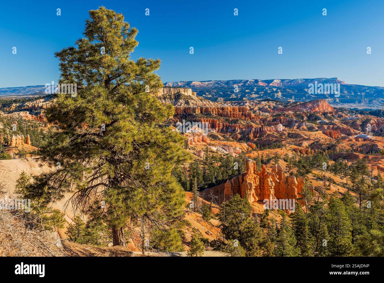 Parco Nazionale di Bryce Canyon, Utah, Stati Uniti d'America Foto Stock