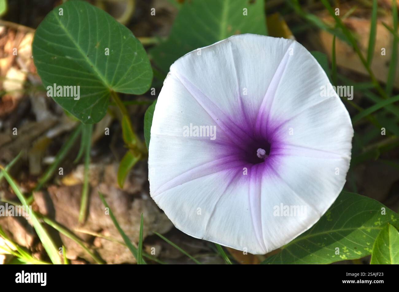 fiore glorioso mattutino coltivato dalla terra e fiorito in giardino Foto Stock