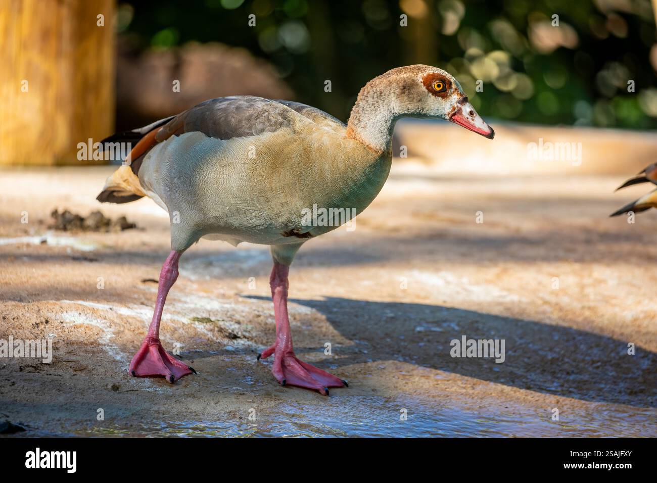 L'oca egiziana (Alopochen aegyptiaca) è un animale d'acqua di medie dimensioni originario dell'Africa. Ha un caratteristico piumaggio marrone e grigio con occhio scuro Foto Stock