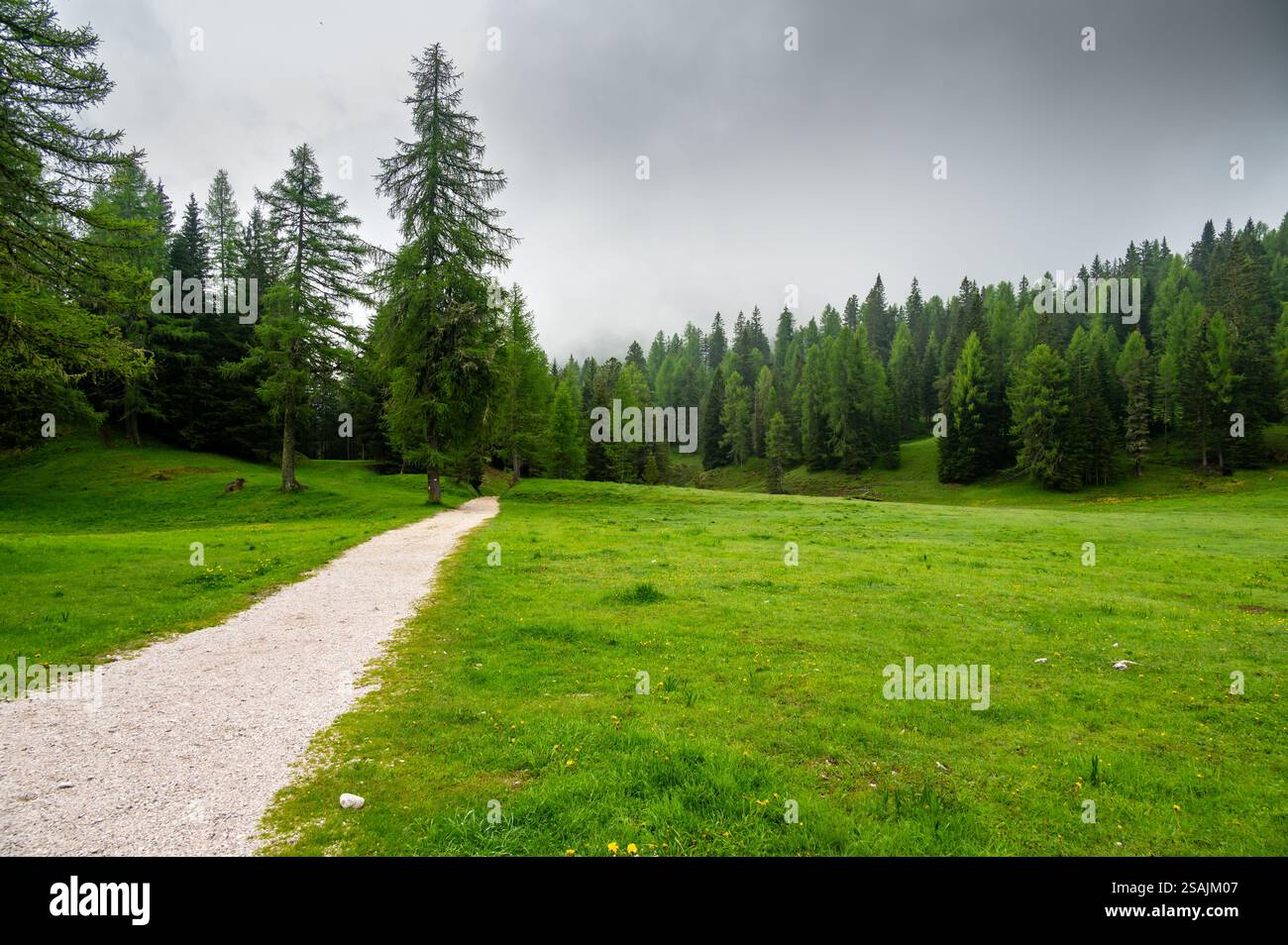 Sentiero forestale nelle Dolomiti (Dolomiti, Dolomiti), Italia, che conduce al Lago Sorapis. Lussureggianti piante verdi e alti alberi creano un ambiente sereno e rinfrescante Foto Stock
