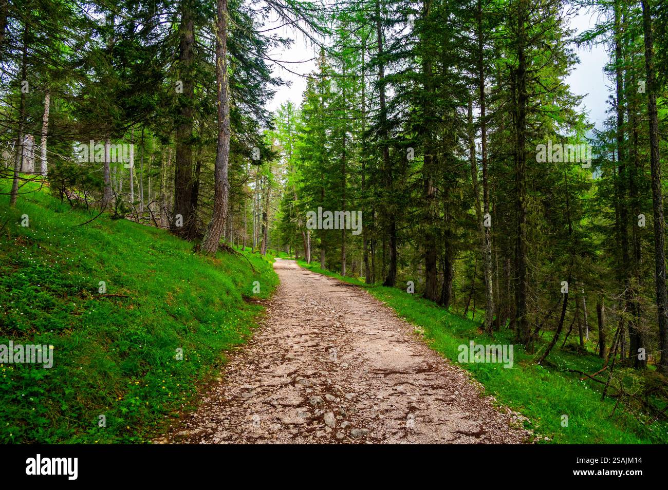 Sentiero forestale nelle Dolomiti (Dolomiti, Dolomiti), Italia, che conduce al Lago Sorapis. Lussureggianti piante verdi e alti alberi creano un ambiente sereno e rinfrescante Foto Stock