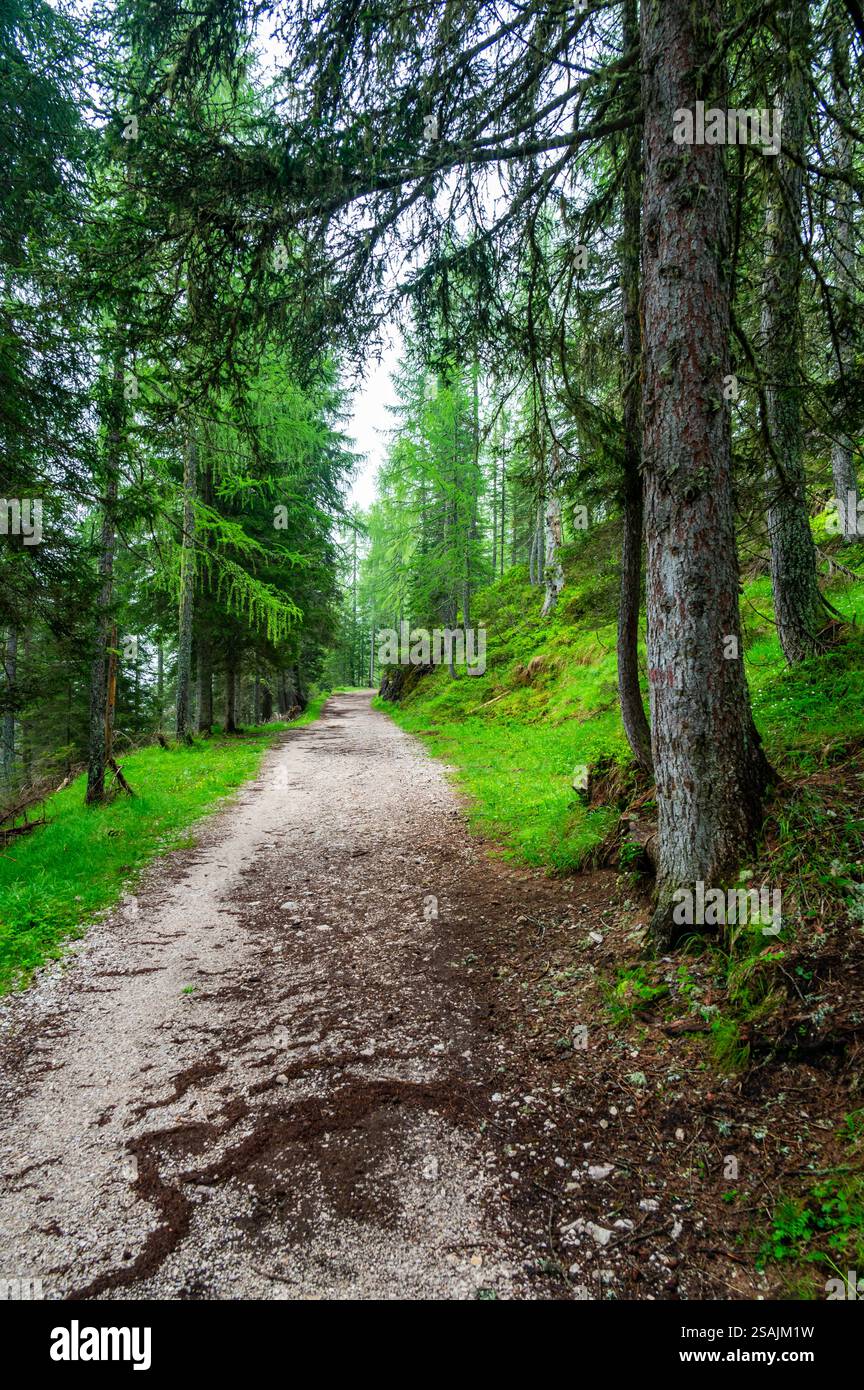 Sentiero forestale nelle Dolomiti (Dolomiti, Dolomiti), Italia, che conduce al Lago Sorapis. Lussureggianti piante verdi e alti alberi creano un ambiente sereno e rinfrescante Foto Stock