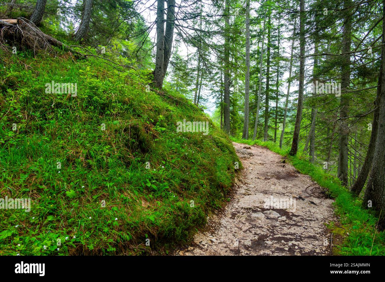 Sentiero forestale nelle Dolomiti (Dolomiti, Dolomiti), Italia, che conduce al Lago Sorapis. Lussureggianti piante verdi e alti alberi creano un ambiente sereno e rinfrescante Foto Stock