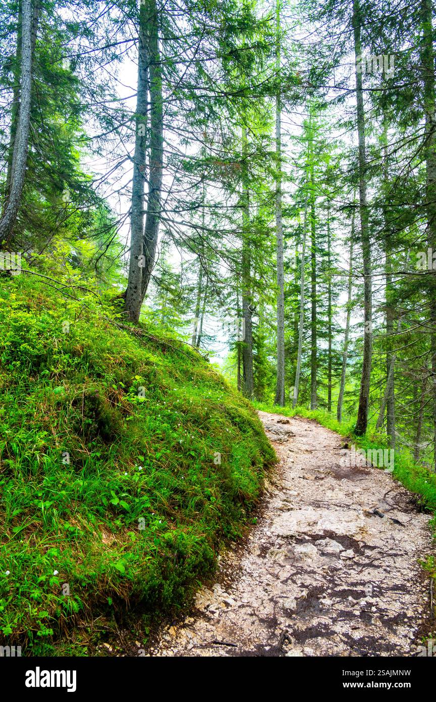 Sentiero forestale nelle Dolomiti (Dolomiti, Dolomiti), Italia, che conduce al Lago Sorapis. Lussureggianti piante verdi e alti alberi creano un ambiente sereno e rinfrescante Foto Stock