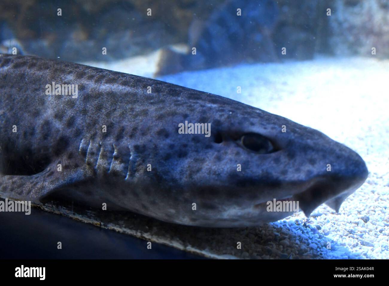 SQUALO GATTUCCIO, SCYLIORHINUS CANICULA, PESCE, PESCE, PRIMO PIANO, museo Oceanografico, Istituto Oceanografico, Museo Oceanografico, Montecarlo Monte Carlo, Principato di Monaco Foto Stock