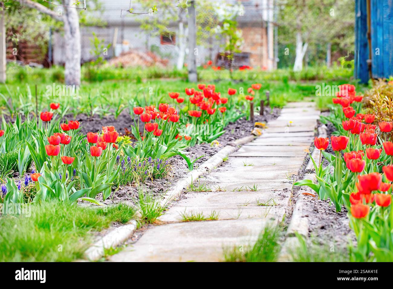 Tulipani vibranti che fioriscono lungo un sentiero in pietra in un giardino illuminato dal sole in primavera. Foto Stock