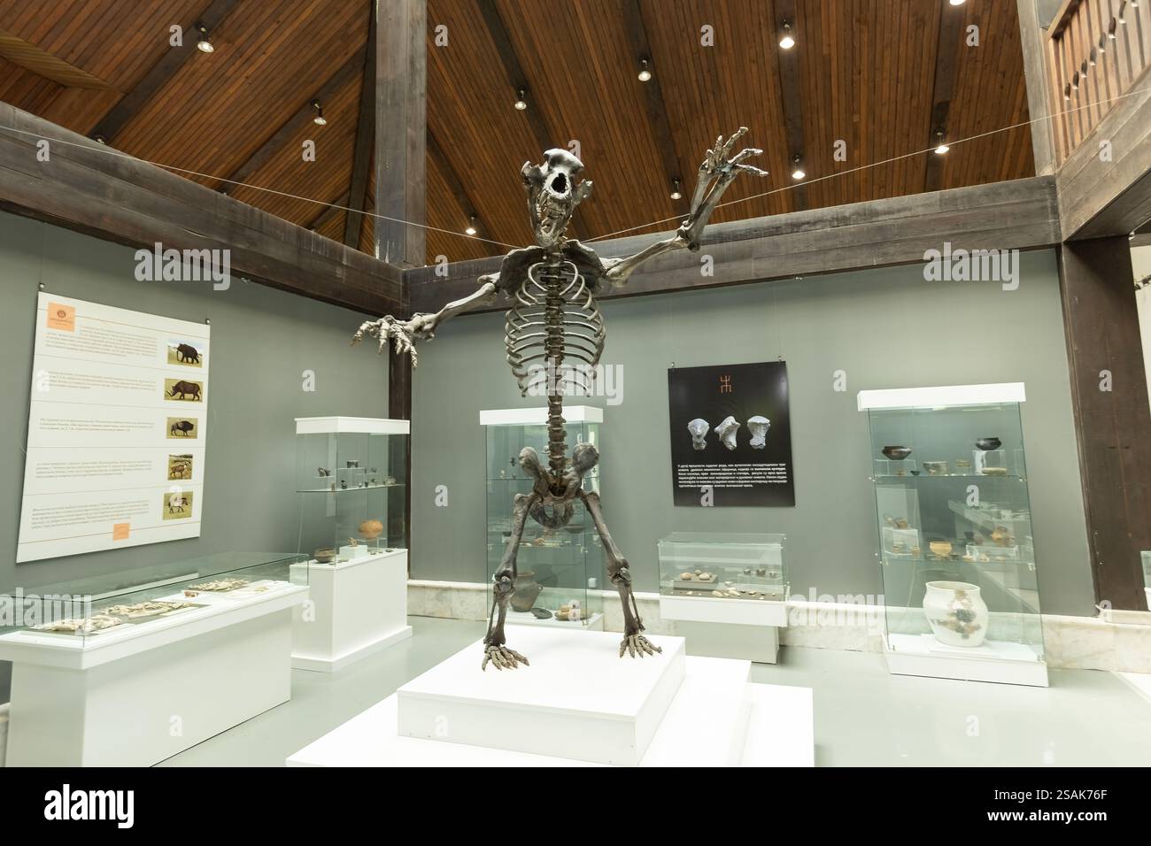 Scheletro di orso grotta nel Museo Nazionale Arandjelovac Serbia Foto Stock