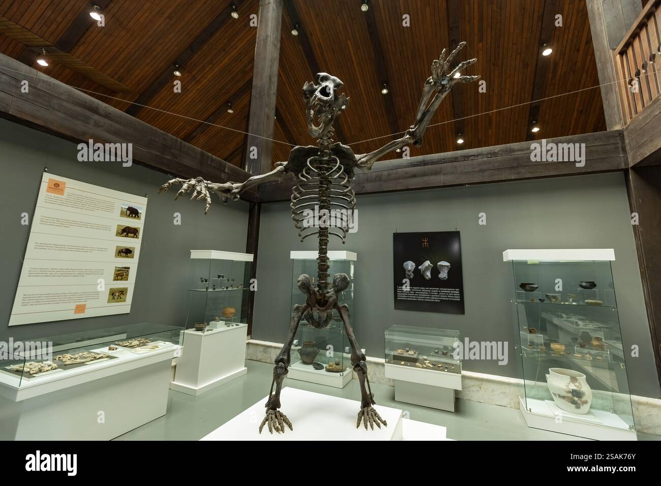 Scheletro di orso grotta nel Museo Nazionale Arandjelovac Serbia Foto Stock