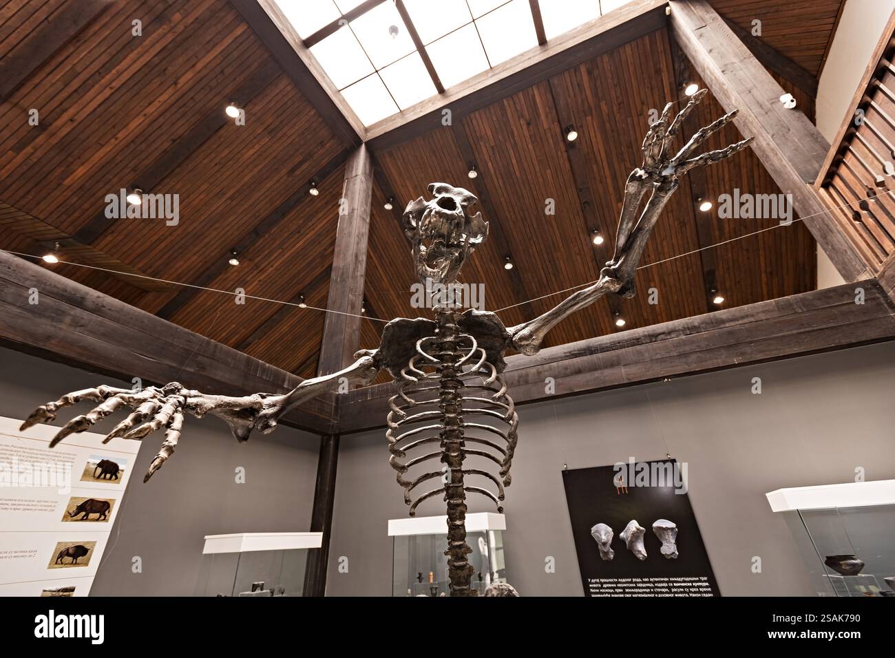 Scheletro di orso grotta nel Museo Nazionale Arandjelovac Serbia Foto Stock