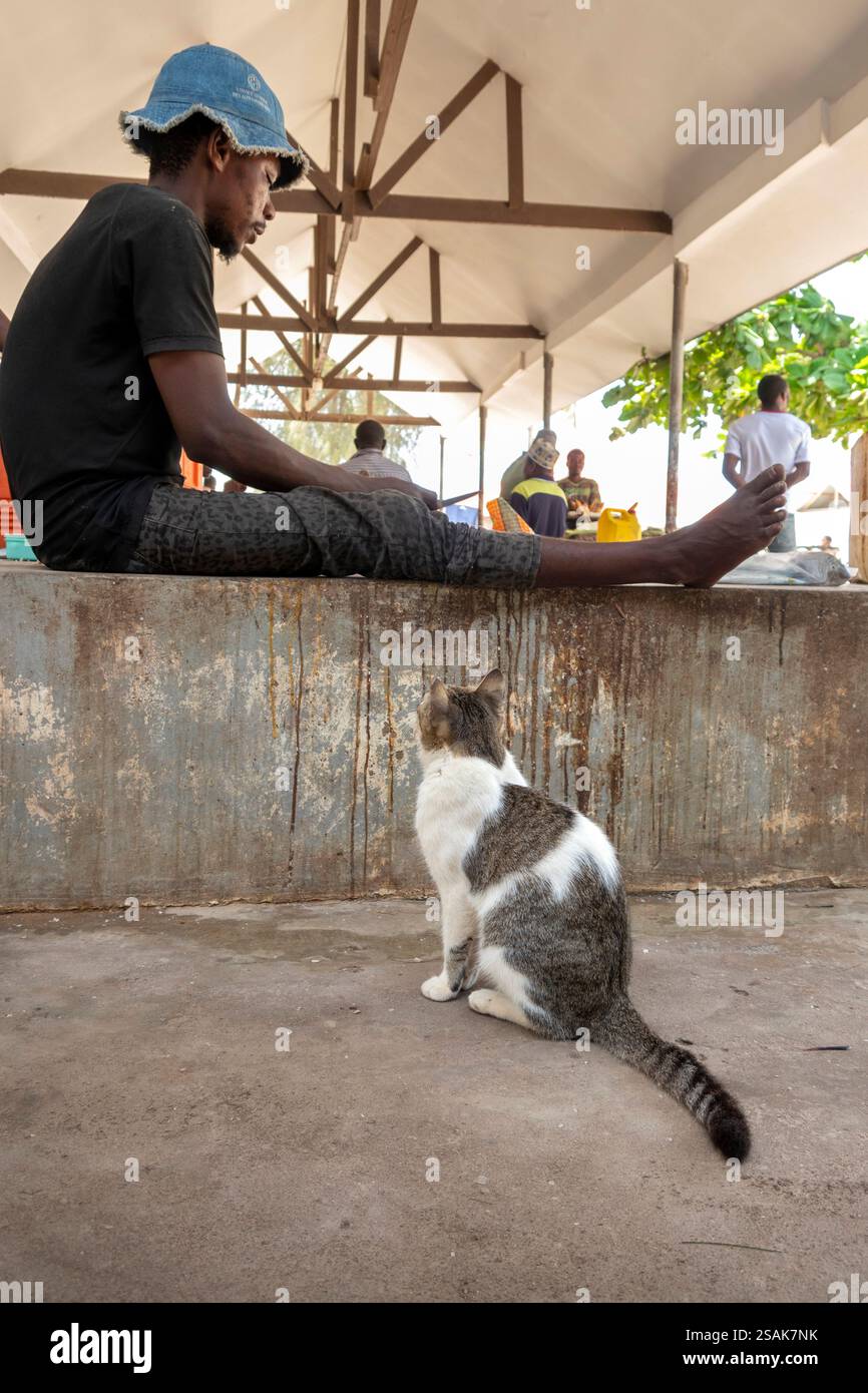 Africa Tanzania, Zanzibar, Nungwi, mercato del pesce, gatto affamato che guarda l'uomo che evira il pesce Foto Stock