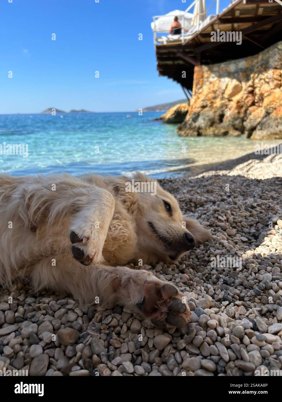 Cane bianco disteso su una spiaggia di ciottoli con il bellissimo mare blu alle spalle - Immagine stock catturata con smartphone