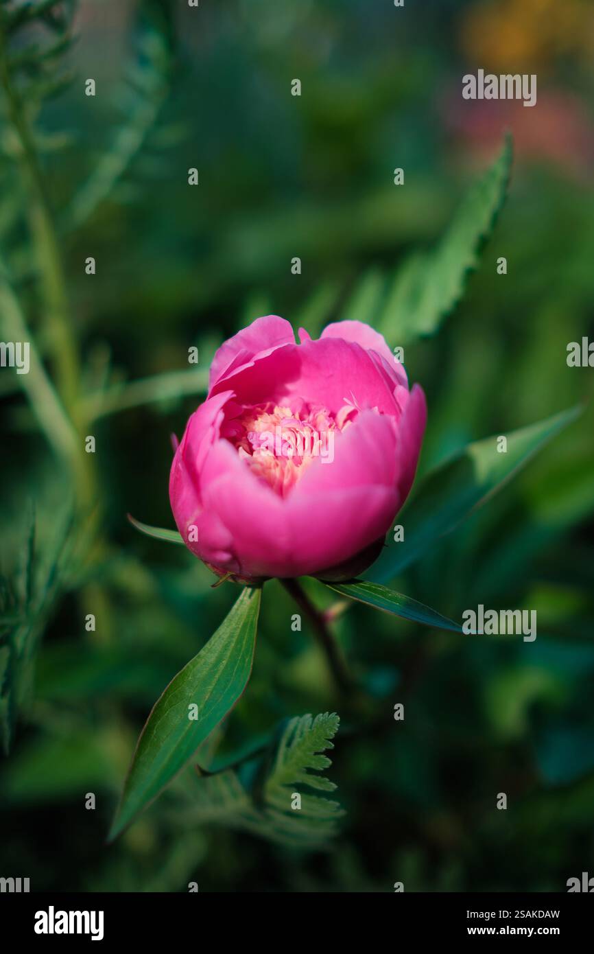 Fiore di peonia rosa su sfondo verde Foto Stock